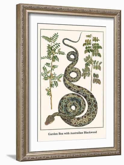 Garden Boa with Australian Blackwood-Albertus Seba-Framed Art Print