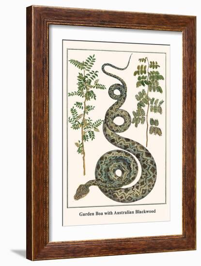 Garden Boa with Australian Blackwood-Albertus Seba-Framed Art Print