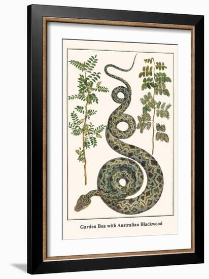 Garden Boa with Australian Blackwood-Albertus Seba-Framed Art Print