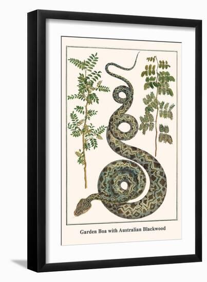 Garden Boa with Australian Blackwood-Albertus Seba-Framed Art Print