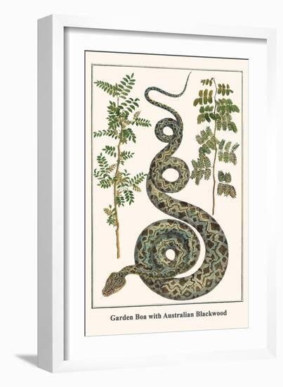 Garden Boa with Australian Blackwood-Albertus Seba-Framed Art Print