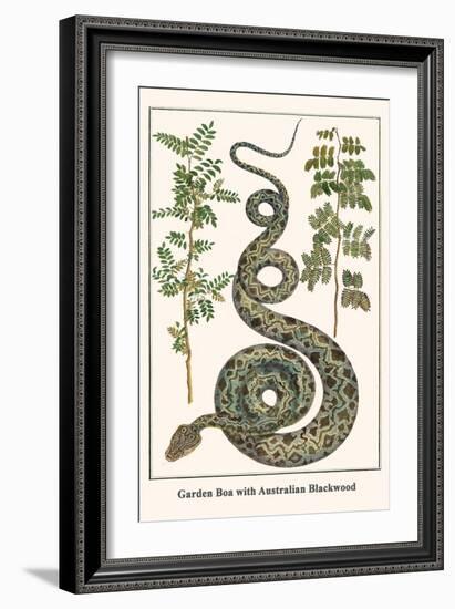 Garden Boa with Australian Blackwood-Albertus Seba-Framed Art Print