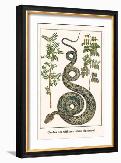 Garden Boa with Australian Blackwood-Albertus Seba-Framed Art Print