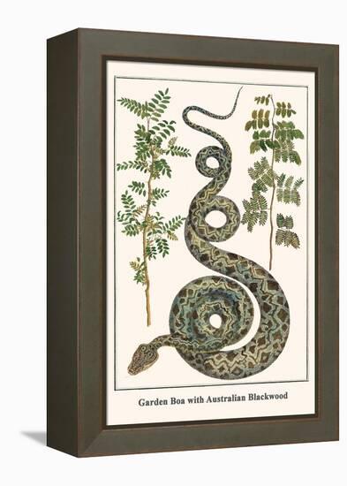 Garden Boa with Australian Blackwood-Albertus Seba-Framed Stretched Canvas