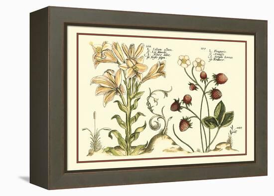 Garden Botanica I-Vision Studio-Framed Stretched Canvas