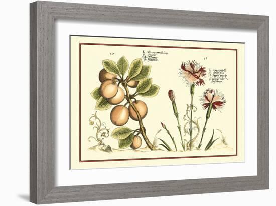 Garden Botanica II-Vision Studio-Framed Art Print