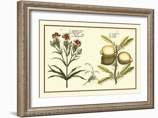 Garden Botanica IV-Vision Studio-Framed Art Print