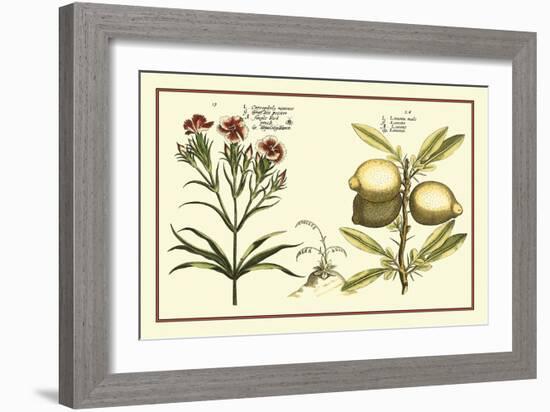 Garden Botanica IV-Vision Studio-Framed Art Print