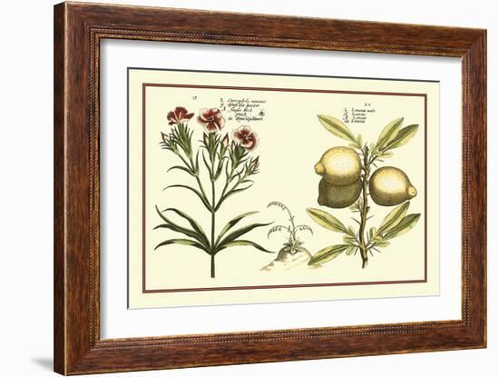 Garden Botanica IV-Vision Studio-Framed Art Print