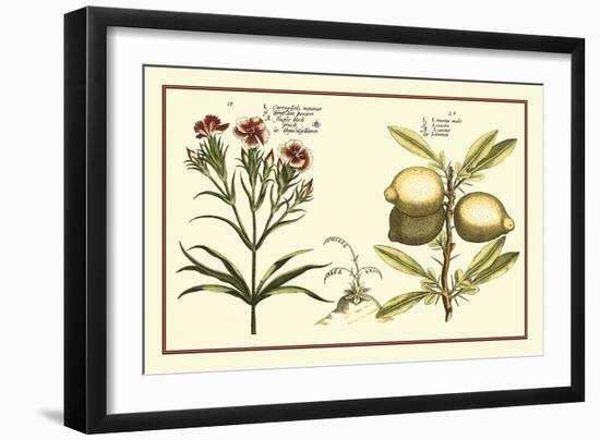Garden Botanica IV-Vision Studio-Framed Art Print