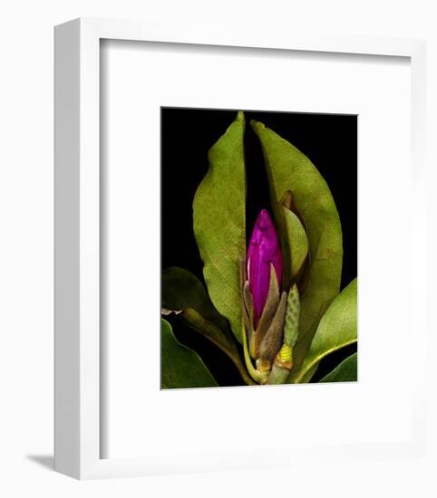 Garden Bud pink brown II-null-Framed Art Print