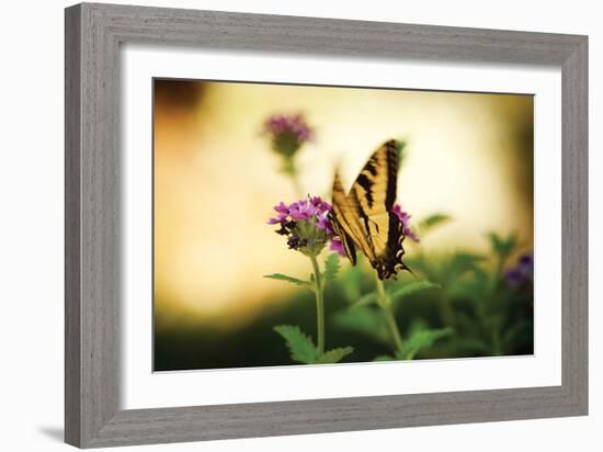 Garden Butterfly III-Philip Clayton-thompson-Framed Photographic Print