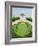 Garden by the Sea-Mark Baring-Framed Giclee Print