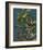 Garden, Clematis blue green Vines-null-Framed Art Print