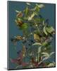 Garden, Clematis blue green Vines-null-Mounted Art Print