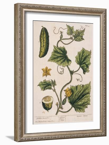 Garden Cucumber, Plate 4 from A Curious Herbal, Published 1782-Elizabeth Blackwell-Framed Giclee Print