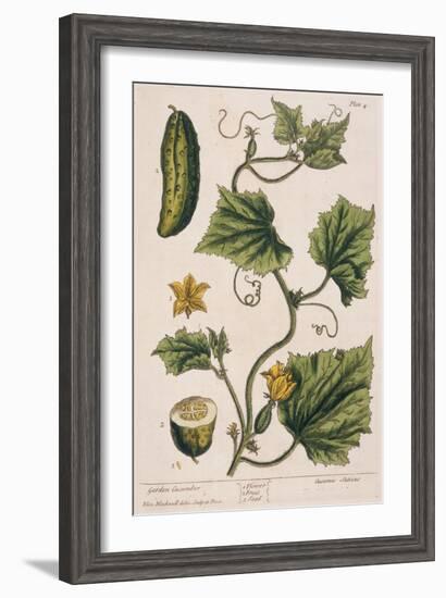 Garden Cucumber, Plate 4 from A Curious Herbal, Published 1782-Elizabeth Blackwell-Framed Giclee Print