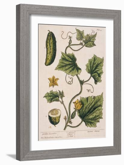 Garden Cucumber, Plate 4 from A Curious Herbal, Published 1782-Elizabeth Blackwell-Framed Giclee Print