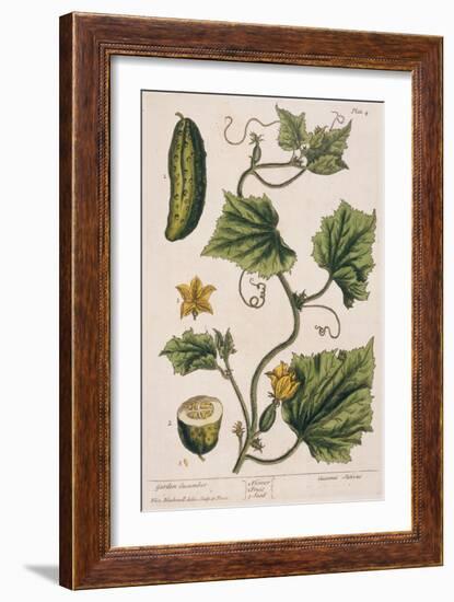 Garden Cucumber, Plate 4 from A Curious Herbal, Published 1782-Elizabeth Blackwell-Framed Giclee Print