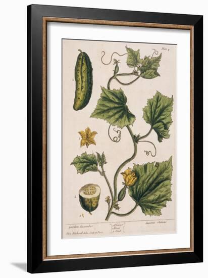 Garden Cucumber, Plate 4 from A Curious Herbal, Published 1782-Elizabeth Blackwell-Framed Giclee Print