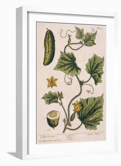 Garden Cucumber, Plate 4 from A Curious Herbal, Published 1782-Elizabeth Blackwell-Framed Giclee Print