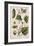 Garden Cucumber, Plate 4 from A Curious Herbal, Published 1782-Elizabeth Blackwell-Framed Giclee Print