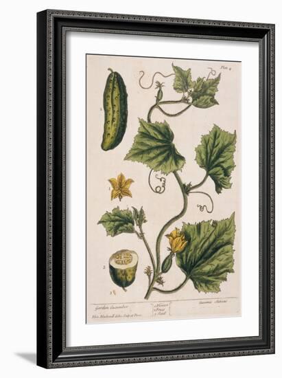 Garden Cucumber, Plate 4 from A Curious Herbal, Published 1782-Elizabeth Blackwell-Framed Giclee Print