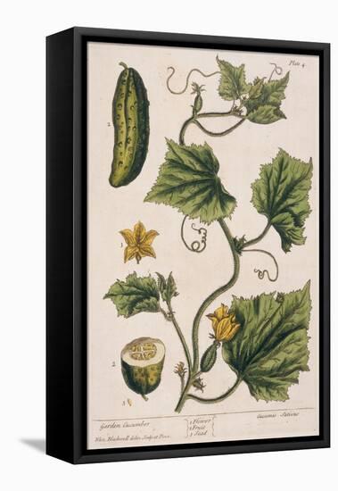 Garden Cucumber, Plate 4 from A Curious Herbal, Published 1782-Elizabeth Blackwell-Framed Premier Image Canvas