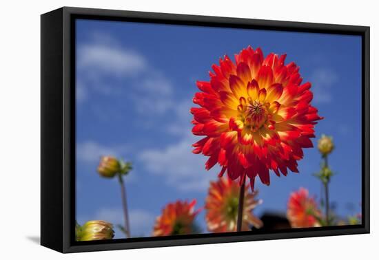 Garden Dahlia-Ludwig Mallaun-Framed Premier Image Canvas