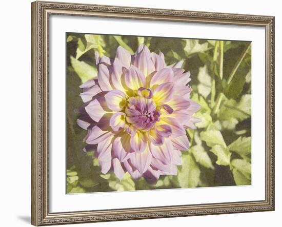 Garden Dahlias II-George Johnson-Framed Photographic Print