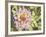 Garden Dahlias II-George Johnson-Framed Photographic Print