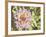 Garden Dahlias II-George Johnson-Framed Photographic Print