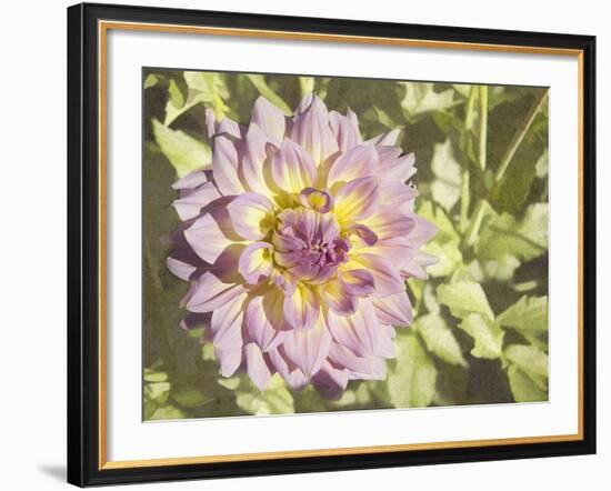 Garden Dahlias II-George Johnson-Framed Photographic Print