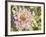 Garden Dahlias II-George Johnson-Framed Photographic Print