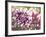 Garden Dahlias III-George Johnson-Framed Photographic Print