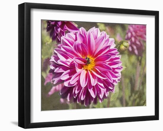 Garden Dahlias IV-George Johnson-Framed Photographic Print