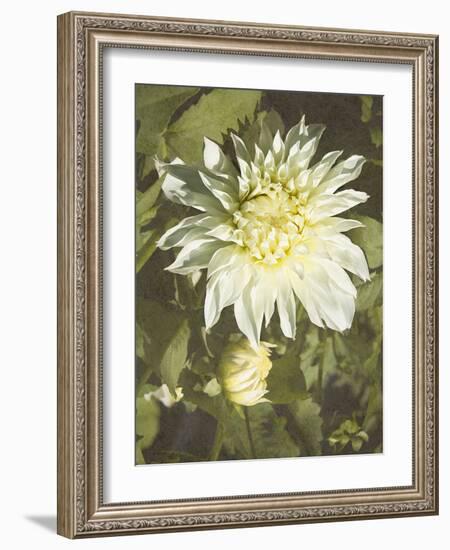 Garden Dahlias VII-George Johnson-Framed Photographic Print