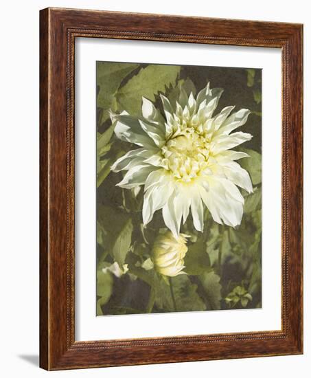 Garden Dahlias VII-George Johnson-Framed Photographic Print