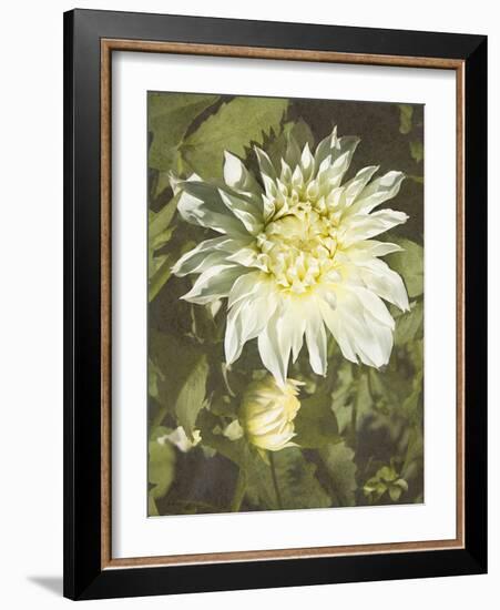 Garden Dahlias VII-George Johnson-Framed Photographic Print