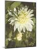 Garden Dahlias VII-George Johnson-Mounted Photographic Print