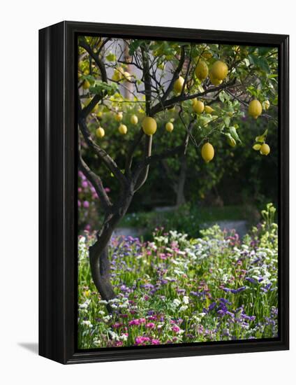 Garden Detail, San Domenico Palace Hotel, Taormina, Sicily, Italy-Walter Bibikow-Framed Premier Image Canvas