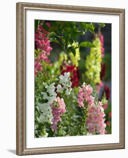 Garden Detail, San Domenico Palace Hotel, Taormina, Sicily, Italy-Walter Bibikow-Framed Photographic Print