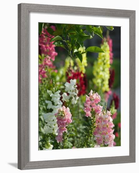 Garden Detail, San Domenico Palace Hotel, Taormina, Sicily, Italy-Walter Bibikow-Framed Photographic Print