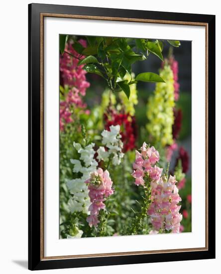 Garden Detail, San Domenico Palace Hotel, Taormina, Sicily, Italy-Walter Bibikow-Framed Photographic Print