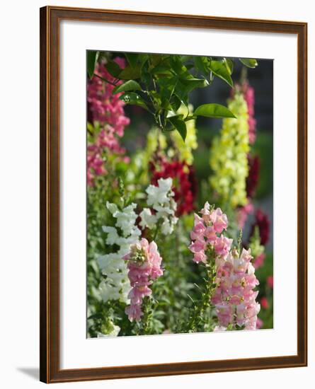 Garden Detail, San Domenico Palace Hotel, Taormina, Sicily, Italy-Walter Bibikow-Framed Photographic Print