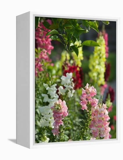 Garden Detail, San Domenico Palace Hotel, Taormina, Sicily, Italy-Walter Bibikow-Framed Premier Image Canvas