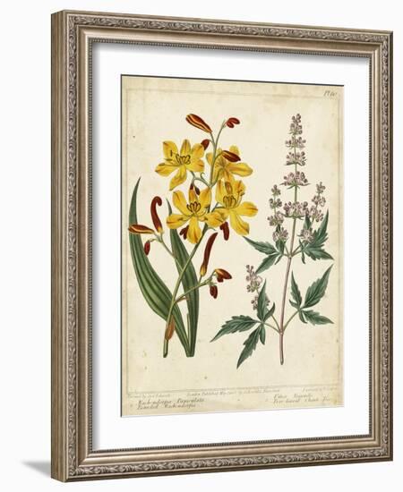 Garden Display I-Sydenham Edwards-Framed Art Print