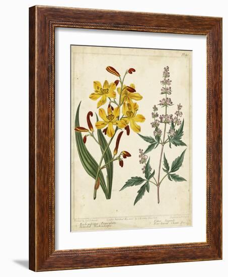 Garden Display I-Sydenham Edwards-Framed Art Print