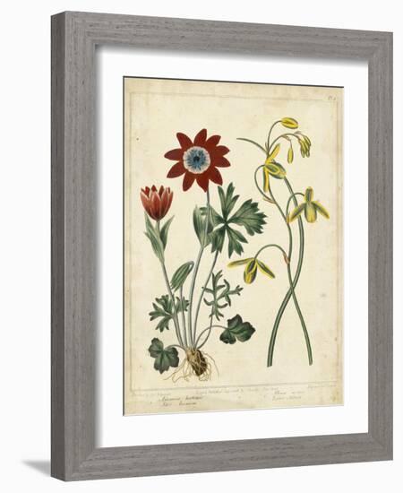 Garden Display II-Sydenham Edwards-Framed Art Print