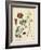 Garden Display II-Sydenham Edwards-Framed Art Print